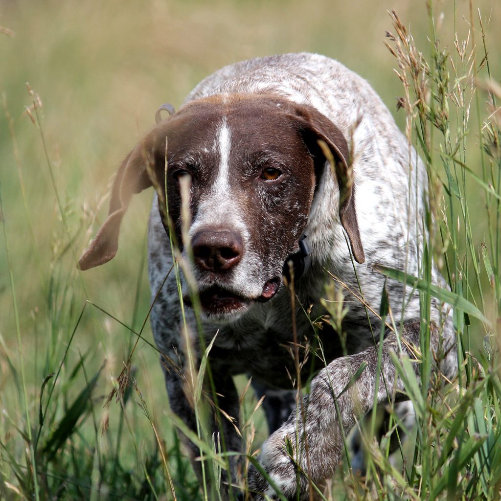 Our Dogs - Pheasant Bonanza Hunt ClubPheasant Bonanza Hunt Club