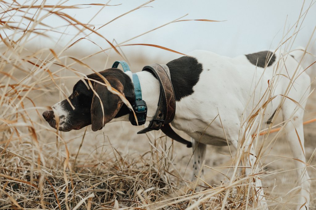 Dog training for hunting near outlet me