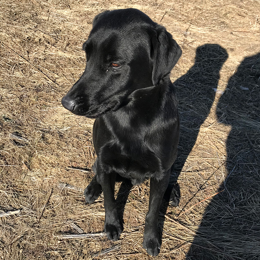 Sale Dogs - Pheasant Bonanza Hunt ClubPheasant Bonanza Hunt Club