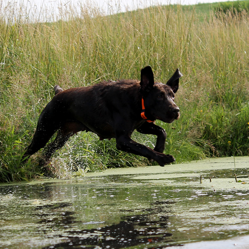 Blaze Chocolate Lab