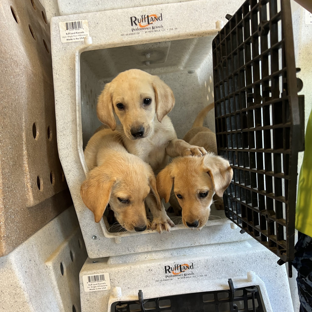 Sale Dogs - Pheasant Bonanza Hunt ClubPheasant Bonanza Hunt Club