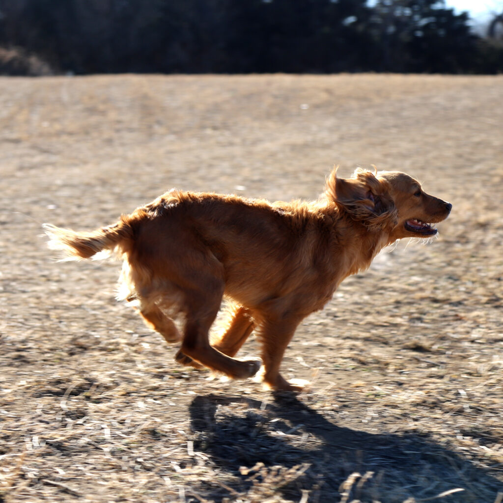 Babe Cocker Spaniel